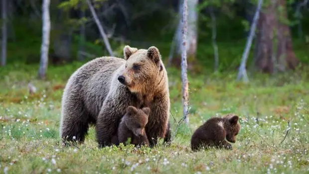 Des ours des Pyrénées plus nombreux, mais menacés par la consanguinité