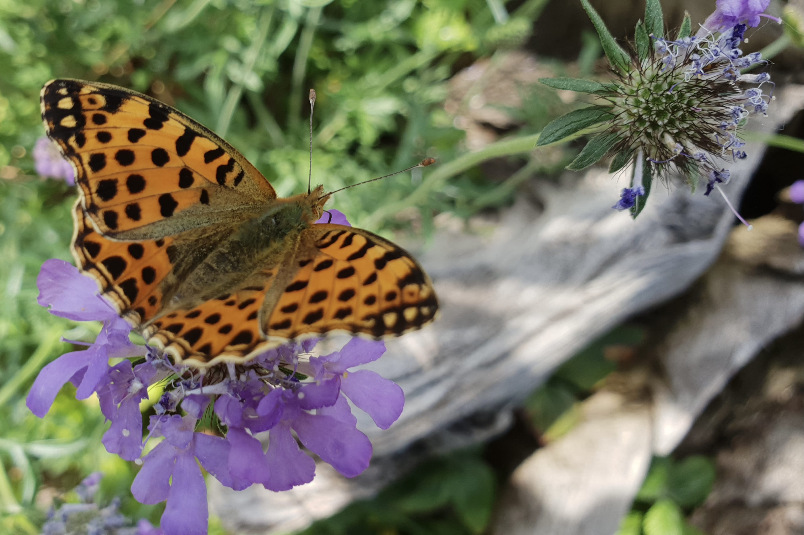 Association Biodiversité pour tous