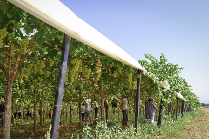 Gel tardif, sécheresse intense, pluies diluviennes : comment les viticulteurs s’adaptent déjà au changement climatique