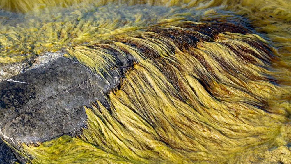 Algues : la collecte en mer, préalable à la valorisation