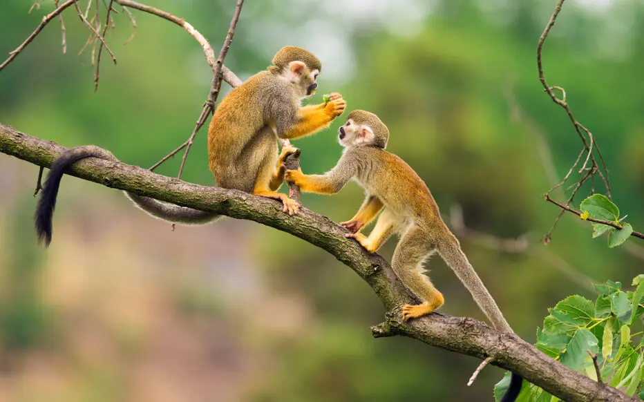 Biodiversité : les animaux sont de moins en moins nombreux et on ne le voit pas