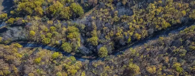 Couper la forêt pour la sauver du changement climatique, est-ce vraiment une bonne idée ?