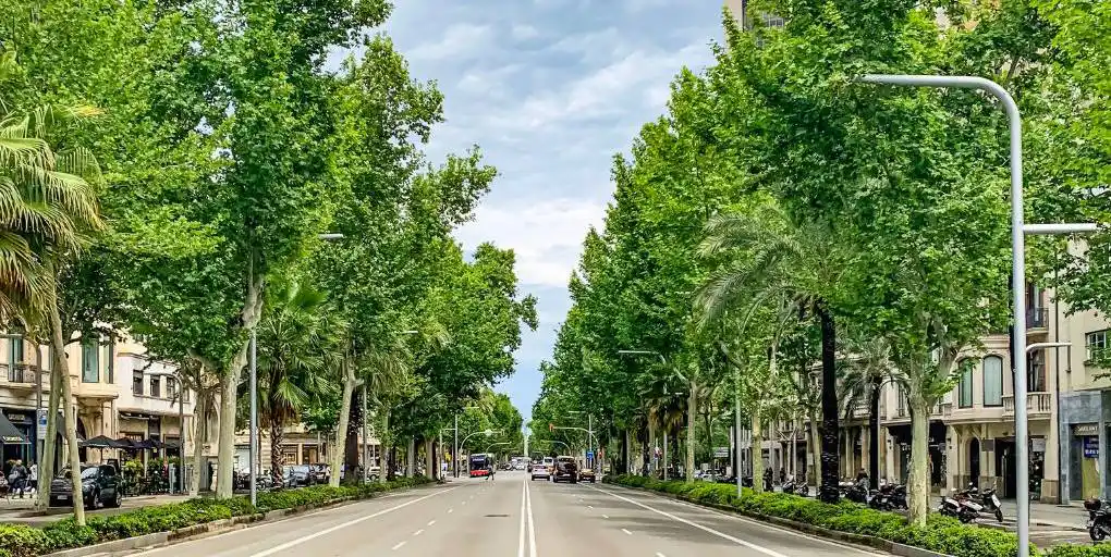 Dans votre ville, les arbres sont-ils adaptés au changement climatique ?