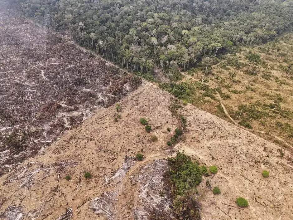 Déforestation : sous pression, la Commission européenne suggère de laisser faire un an de plus