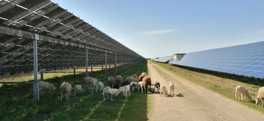 Des moutons dans les usines : Greensheep étend son pré carré en Normandie