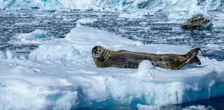 L’Antarctique sera-t-il bientôt peuplé d’espèces exotiques à cause de nos déchets ?