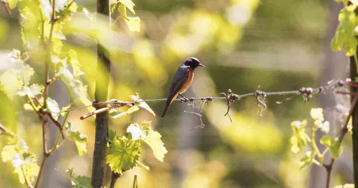  La diversité des oiseaux dans les vignes est dépendante des pratiques agroécologiques