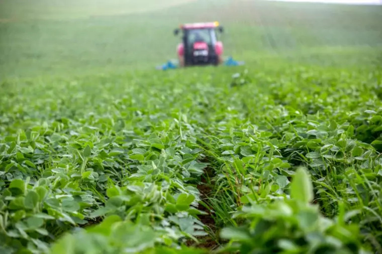 Le soja français veut s'implanter durablement
