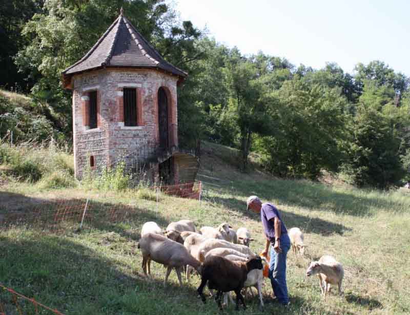 Éco-pâturage : quand les moutons remplacent les tondeuses à gazon