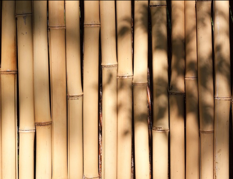 Le bambou : l’alternative idéale au plastique ?
