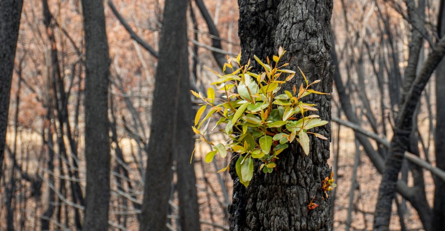 Résilience de la forêt face au feu : l'exemple australien