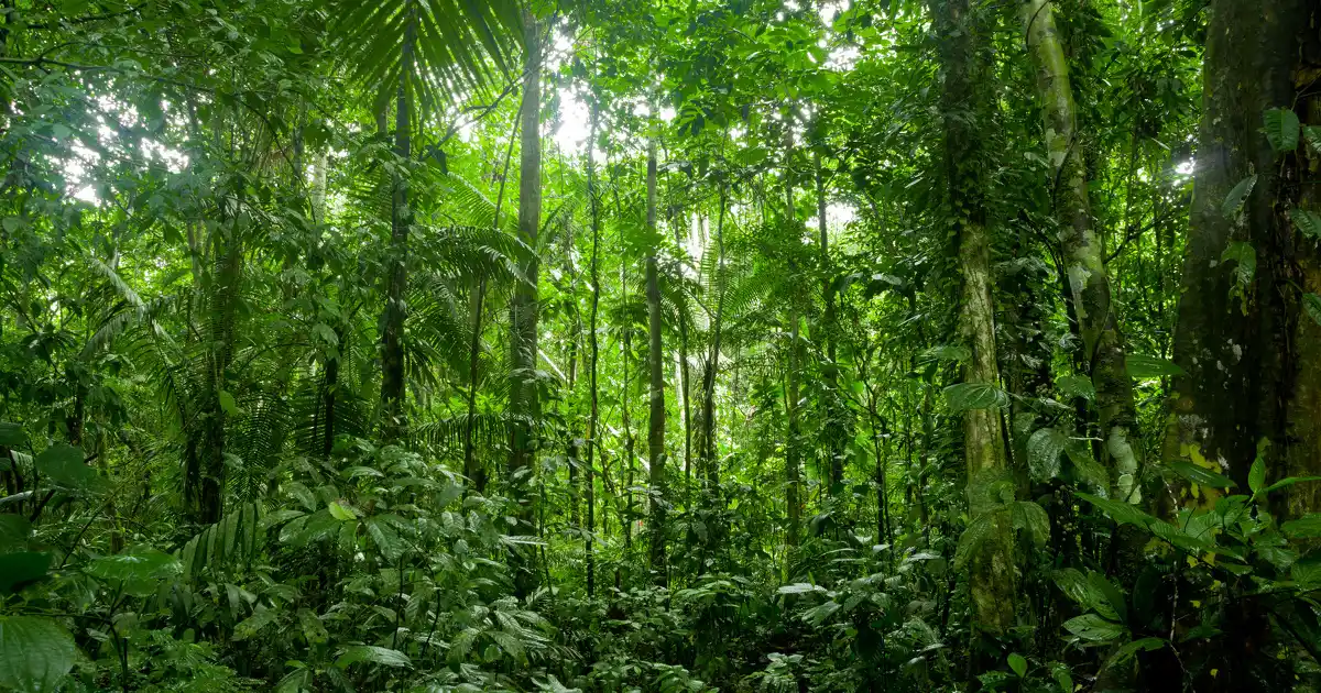 Les forêts tropicales ne survivraient pas à un réchauffement de 4 °C