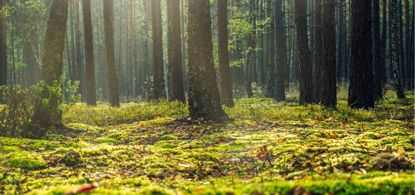 Comment les tempêtes menacent les forêts et la neutralité carbone