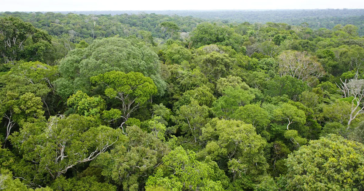 En 2024, les pertes de forêts tropicales primaires ont atteint un record