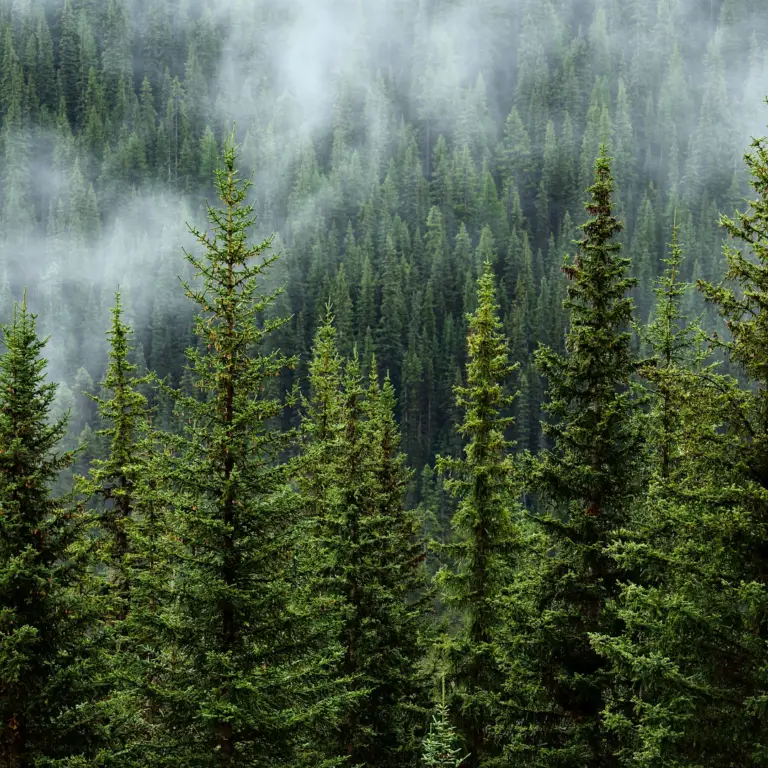 L’Office National des Forêts publie en appelle à un soutien accru de l’Etat pour répondre au défi de la transition écologique