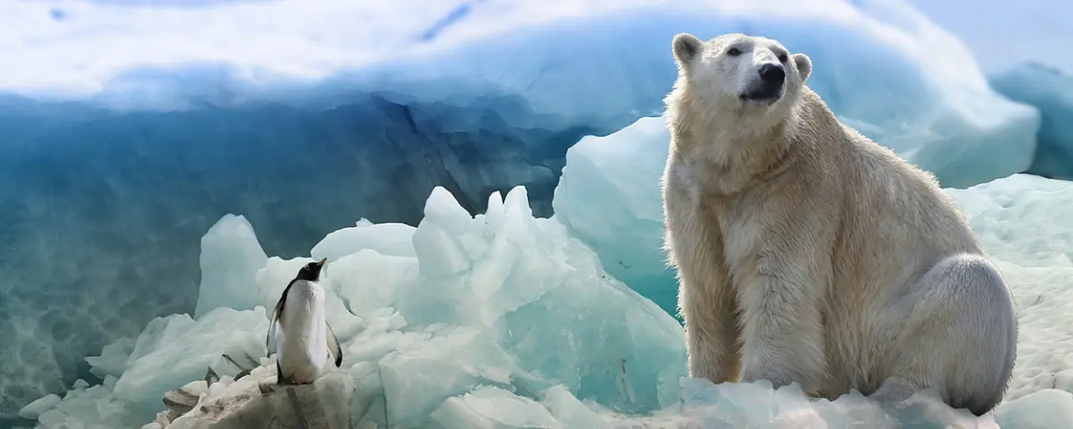 Quel rôle joue l'ours polaire ?