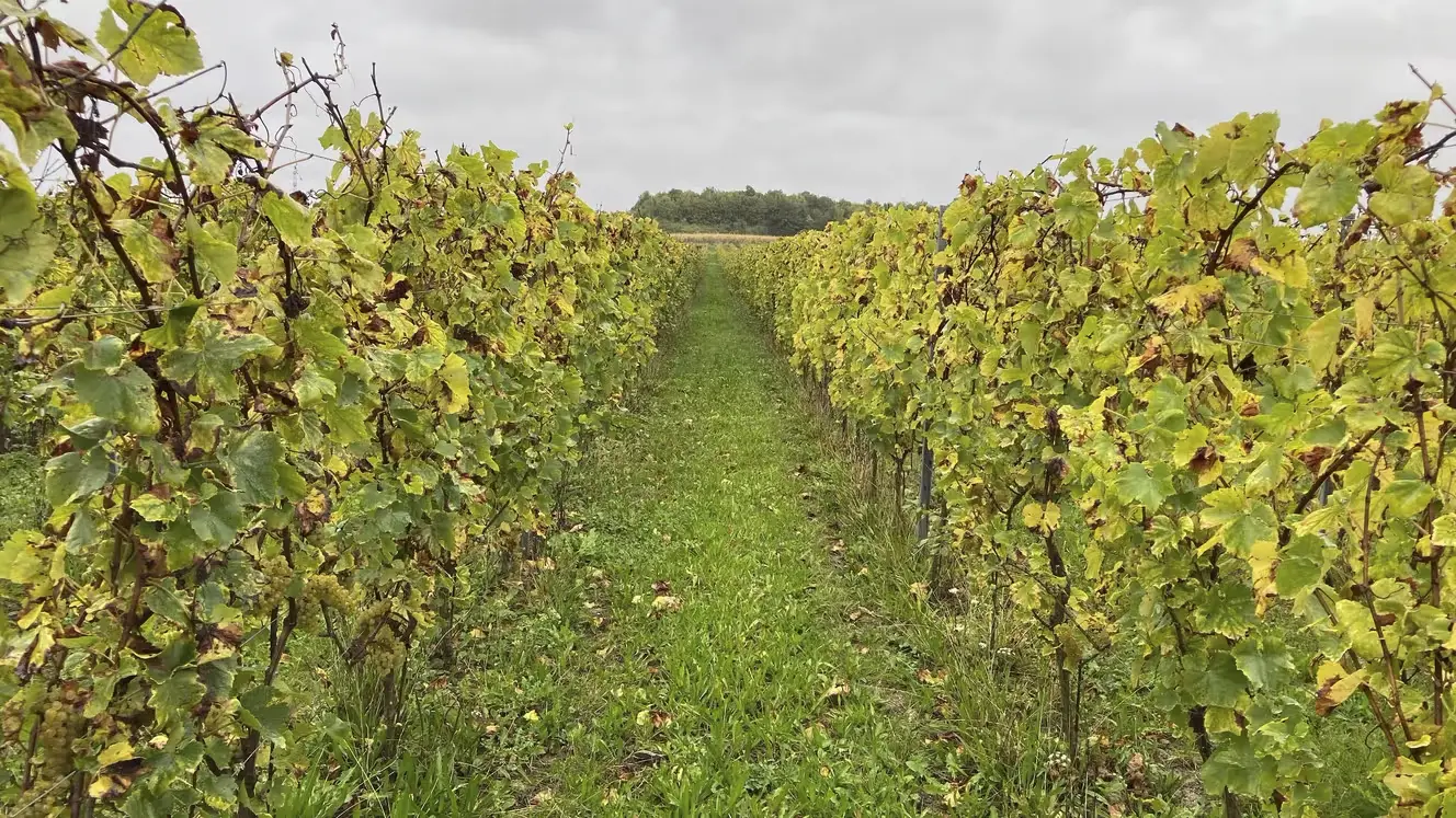 "Les températures dans les Hauts-de-France conviennent tout à fait" : quand le changement climatique fait remonter la viticulture vers le nord