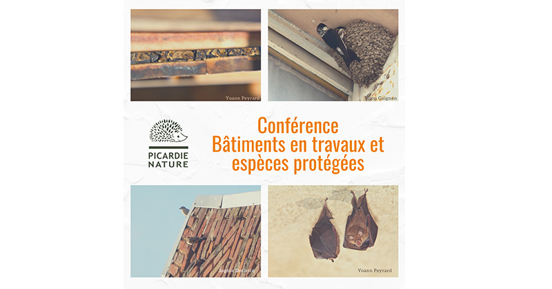 Conférence : Prise en compte des espèces protégées dans les travaux en bâtiments 