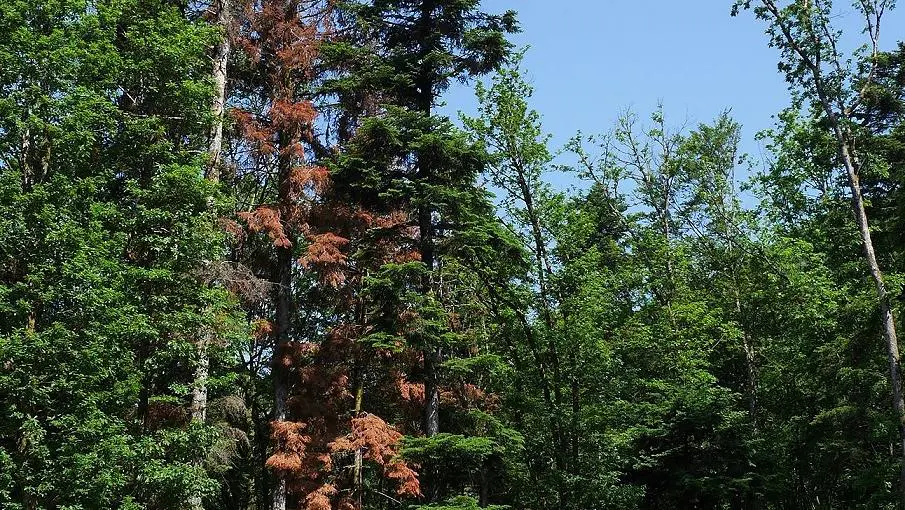 Arbres malades, puits de carbone en rade : 4 graphiques pour comprendre la crise de la forêt française