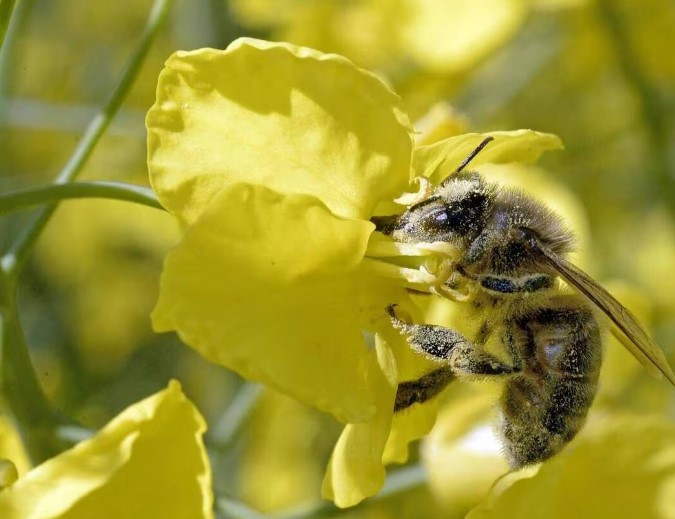 Déclin des insectes : « Le monde ne fonctionnera pas sans eux »