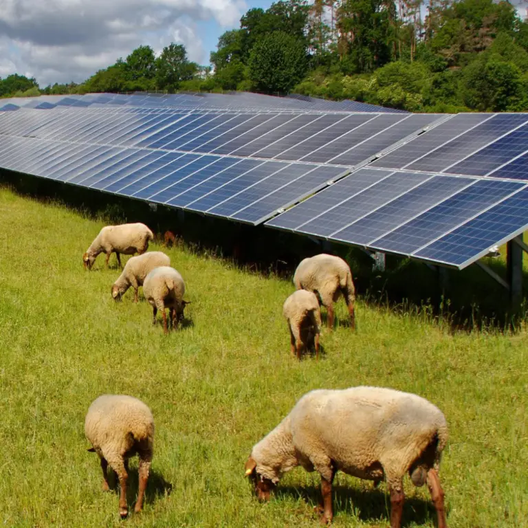 Aux côtés de Terapolis, l’Association des maires ruraux de France (AMRF) mise sur l’agrivoltaïsme pour accélérer sa transition énergétique