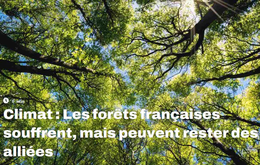 Climat : Les forêts françaises souffrent, mais peuvent rester des alliées