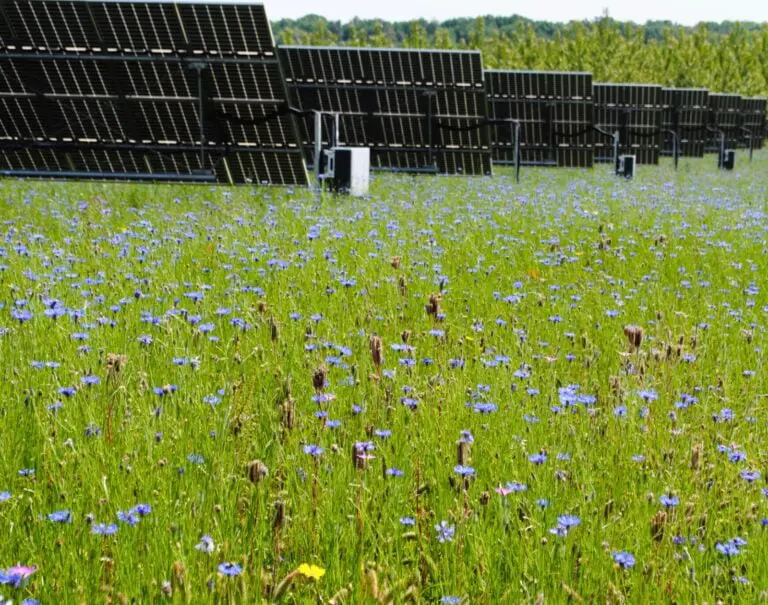 Comment cette centrale solaire au sol a pu développer une biodiversité inouïe