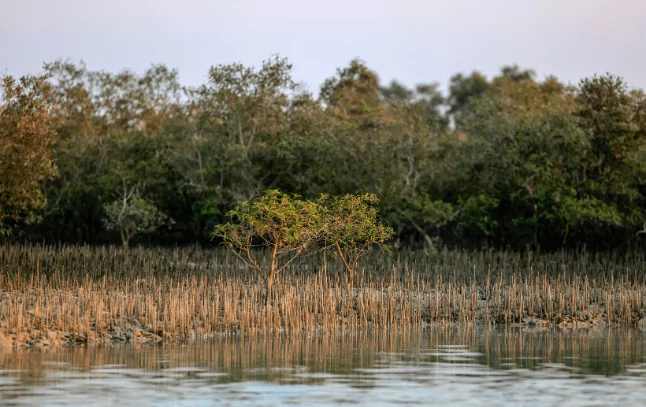 Energies renouvelables, voiliers-cargos, sauvetage des mangroves… Les 5 bonnes nouvelles de la rentrée