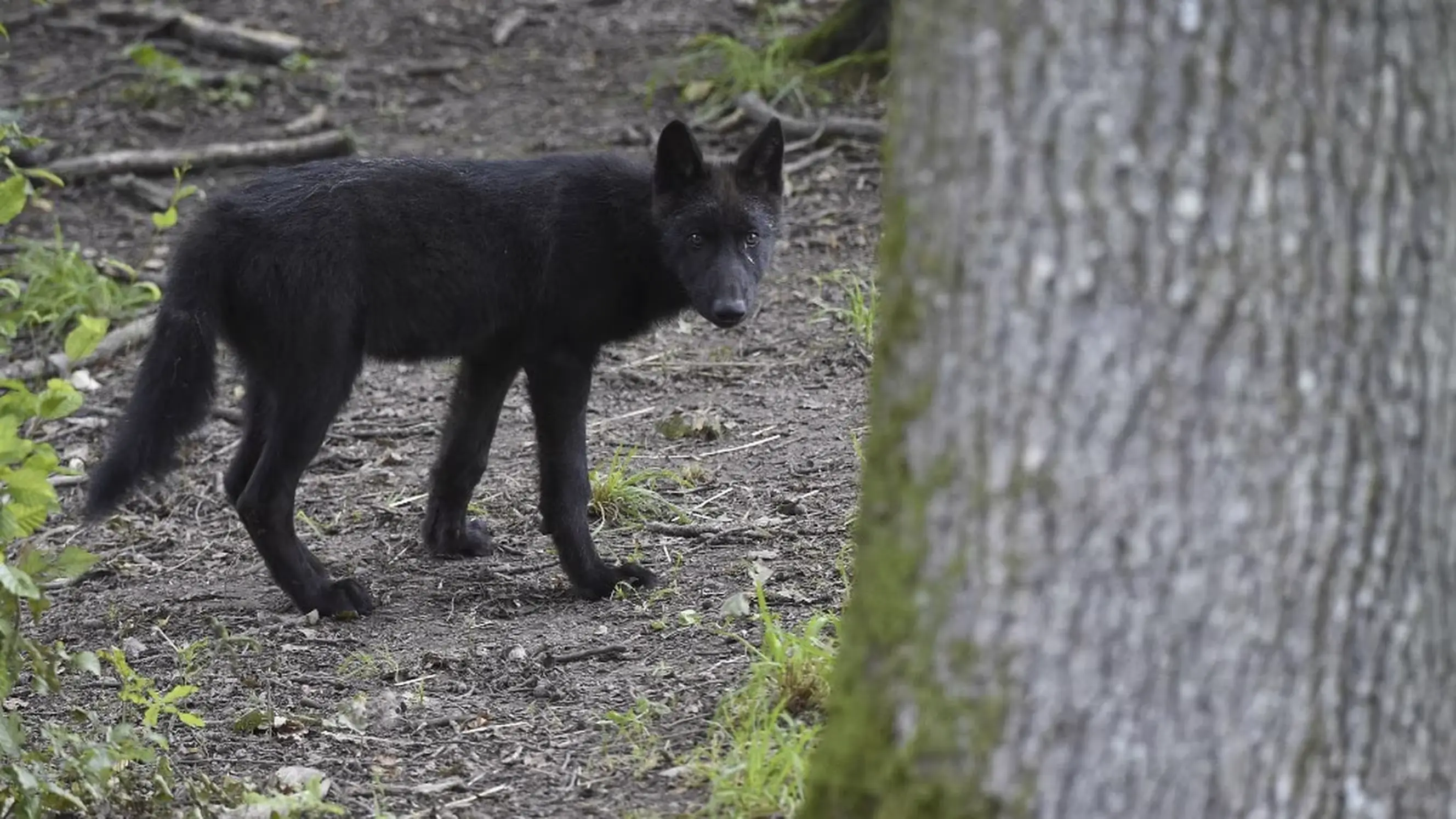 L'Etat autorise à abattre jusqu'à 192 loups en 2025...