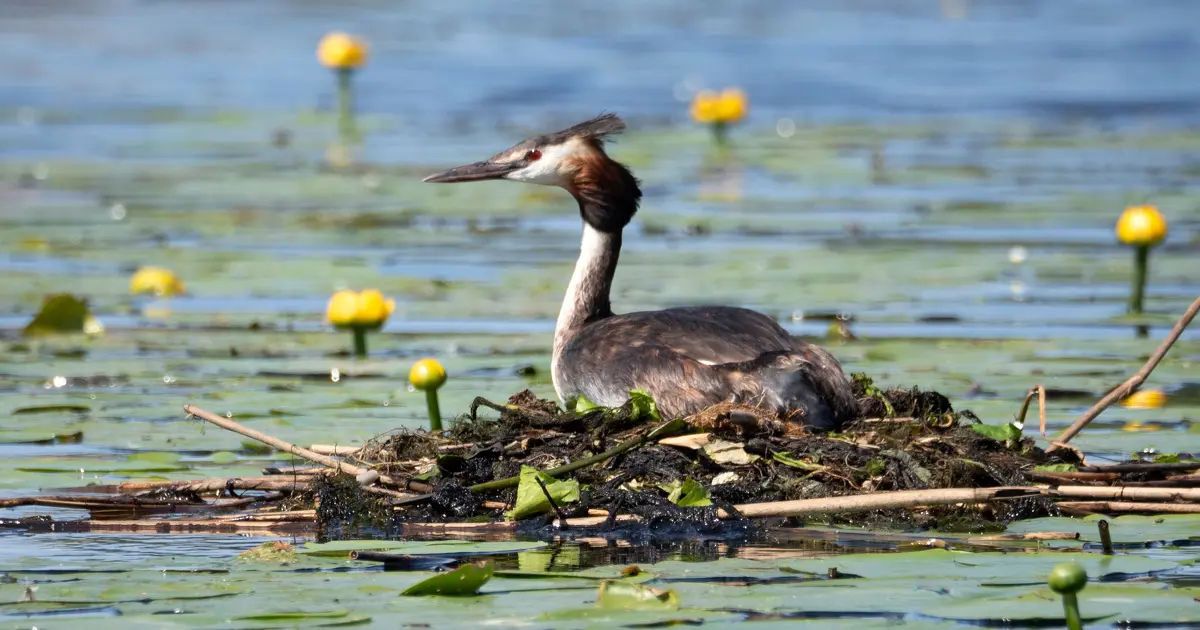 L'effondrement de la biodiversité proche d'un point de bascule, selon le WWF