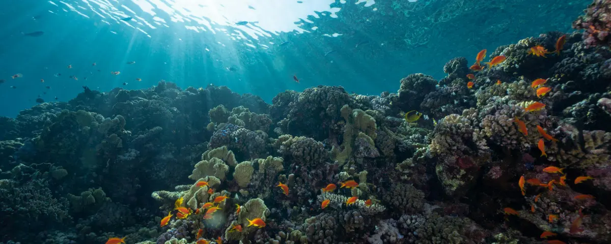 Les aires marines protégées sont-elles efficaces pour préserver la biodiversité ?