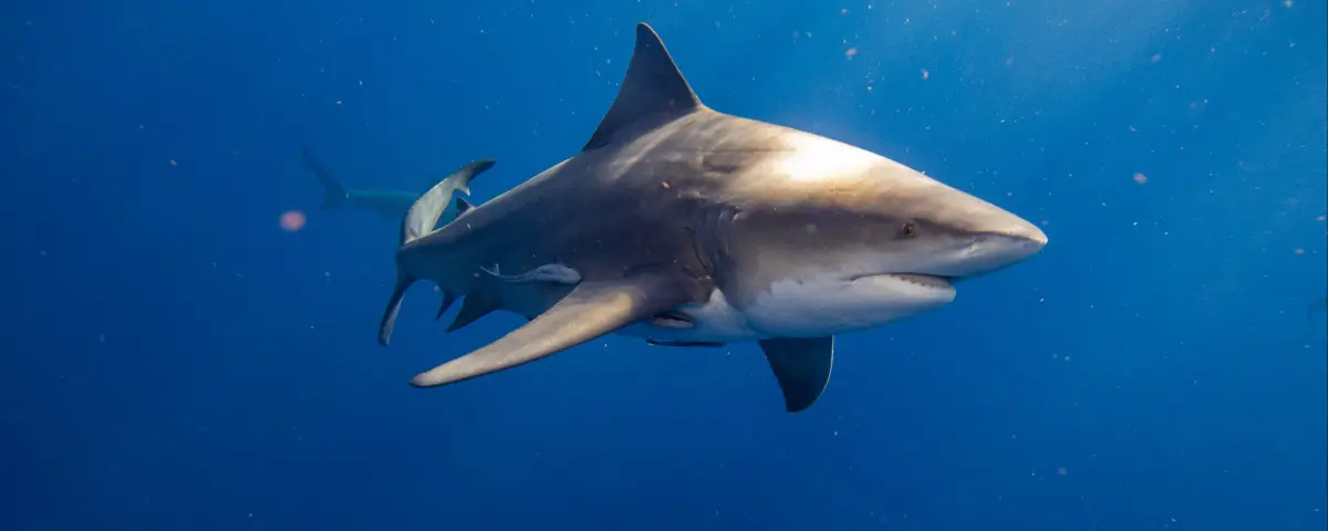 Les populations de requins et de raies réduites de moitié dans le monde en 50 ans