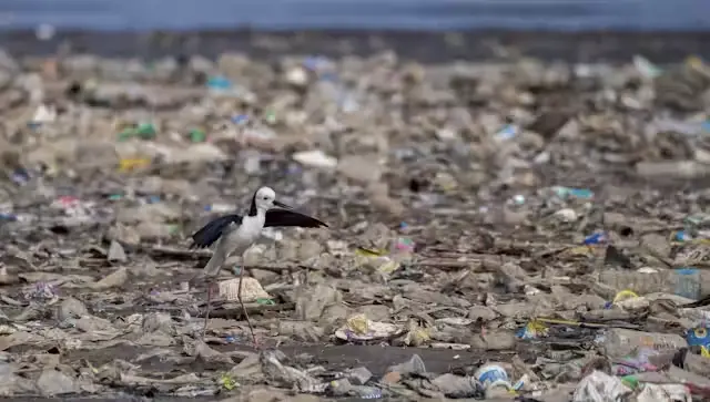 Pollution plastique : pourquoi ne rien faire nous coûterait bien plus cher que d’agir