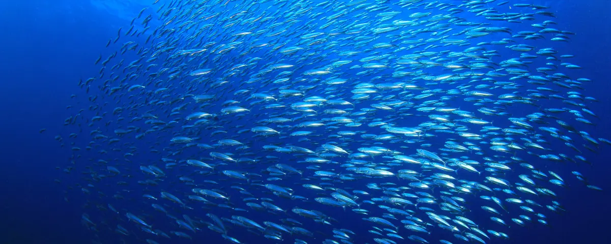 Préservation des océans : pourquoi et comment consommer du poisson issu de la pêche responsable ?