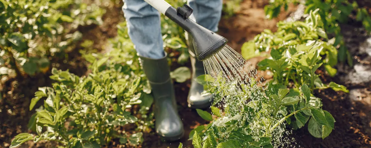 Quel est l’impact de l’agriculture biologique sur l’environnement ?