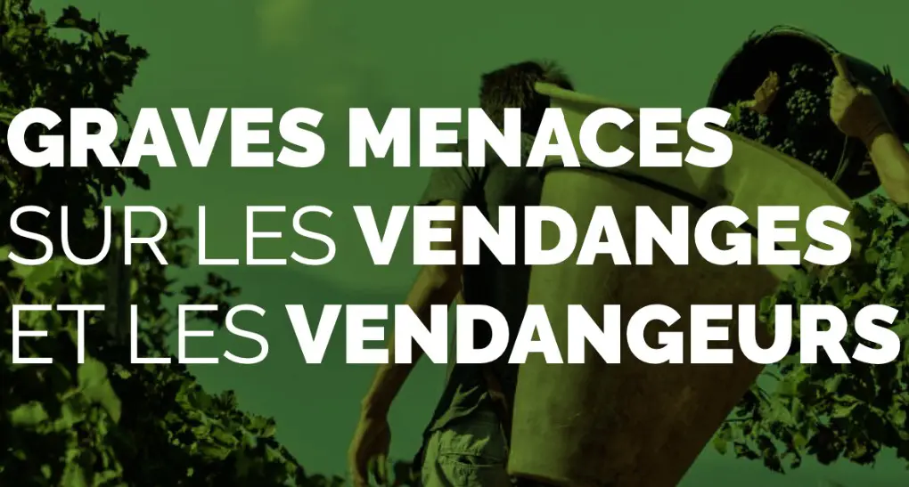 Vendanges : une première étude alarmante sur l’impact humain du réchauffement climatique